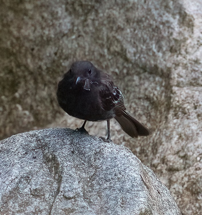 Black Antbird - ML613082098