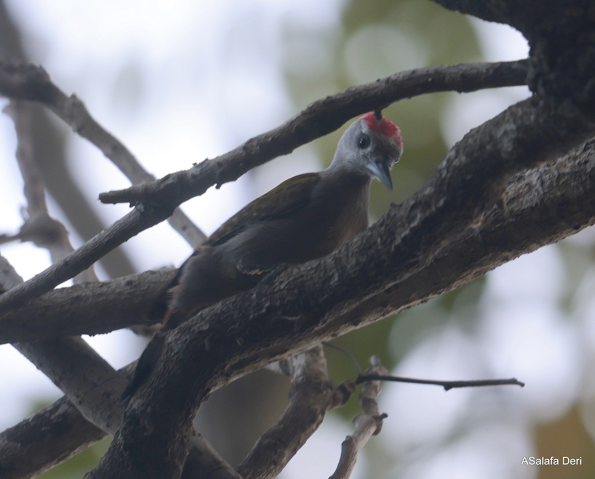 African Gray Woodpecker (Gray) - ML613082350