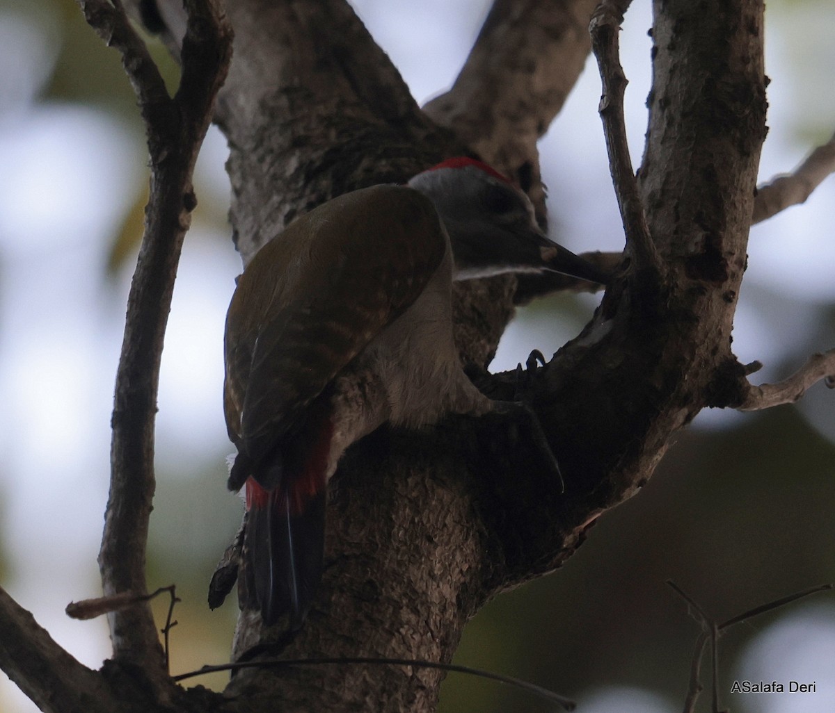 African Gray Woodpecker (Gray) - ML613082352