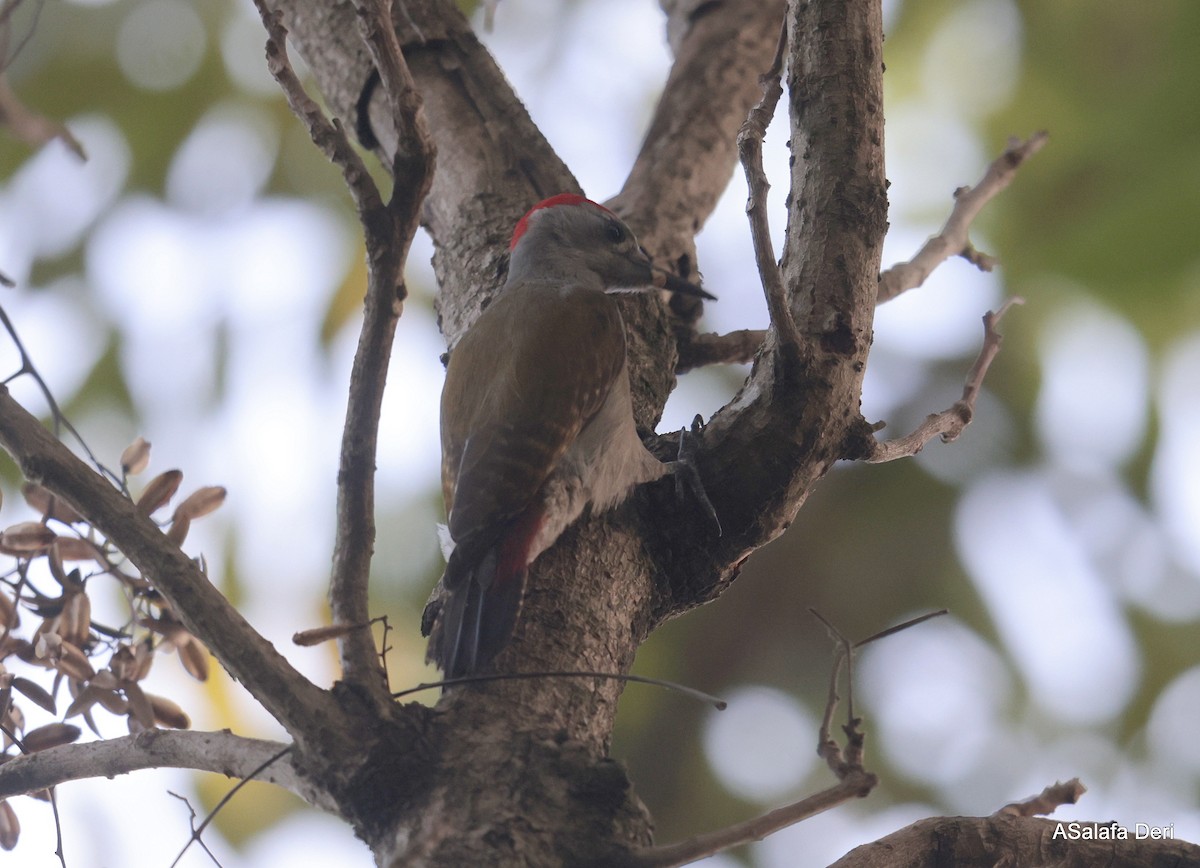 African Gray Woodpecker (Gray) - ML613082353