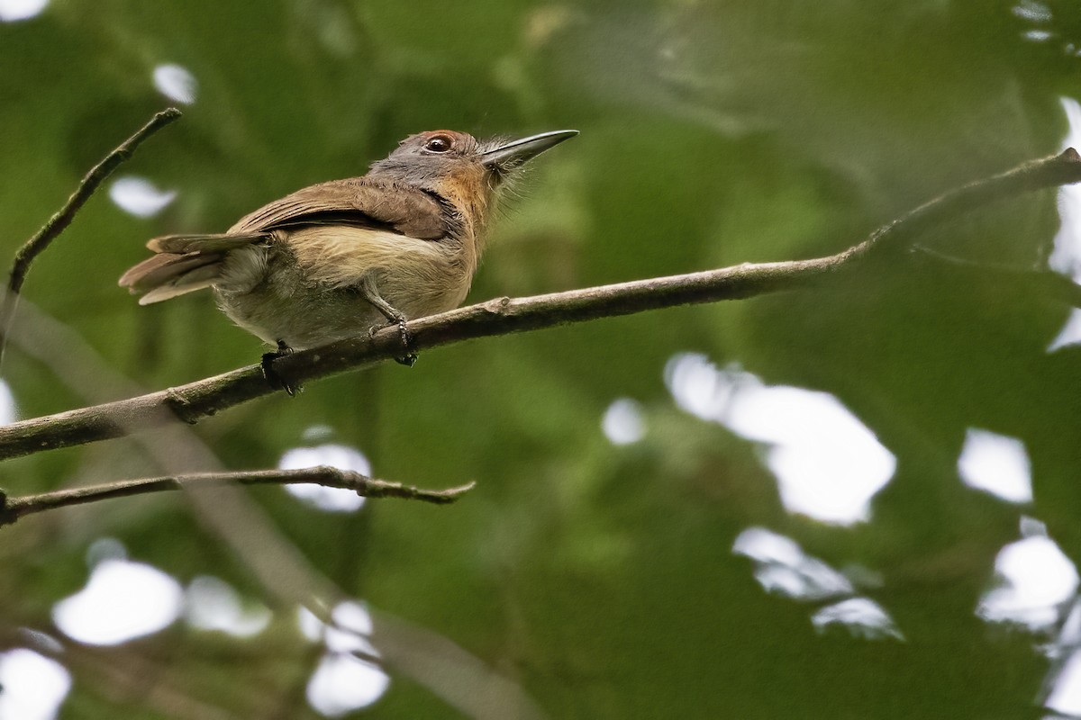 Rufous-capped Nunlet - ML613082587