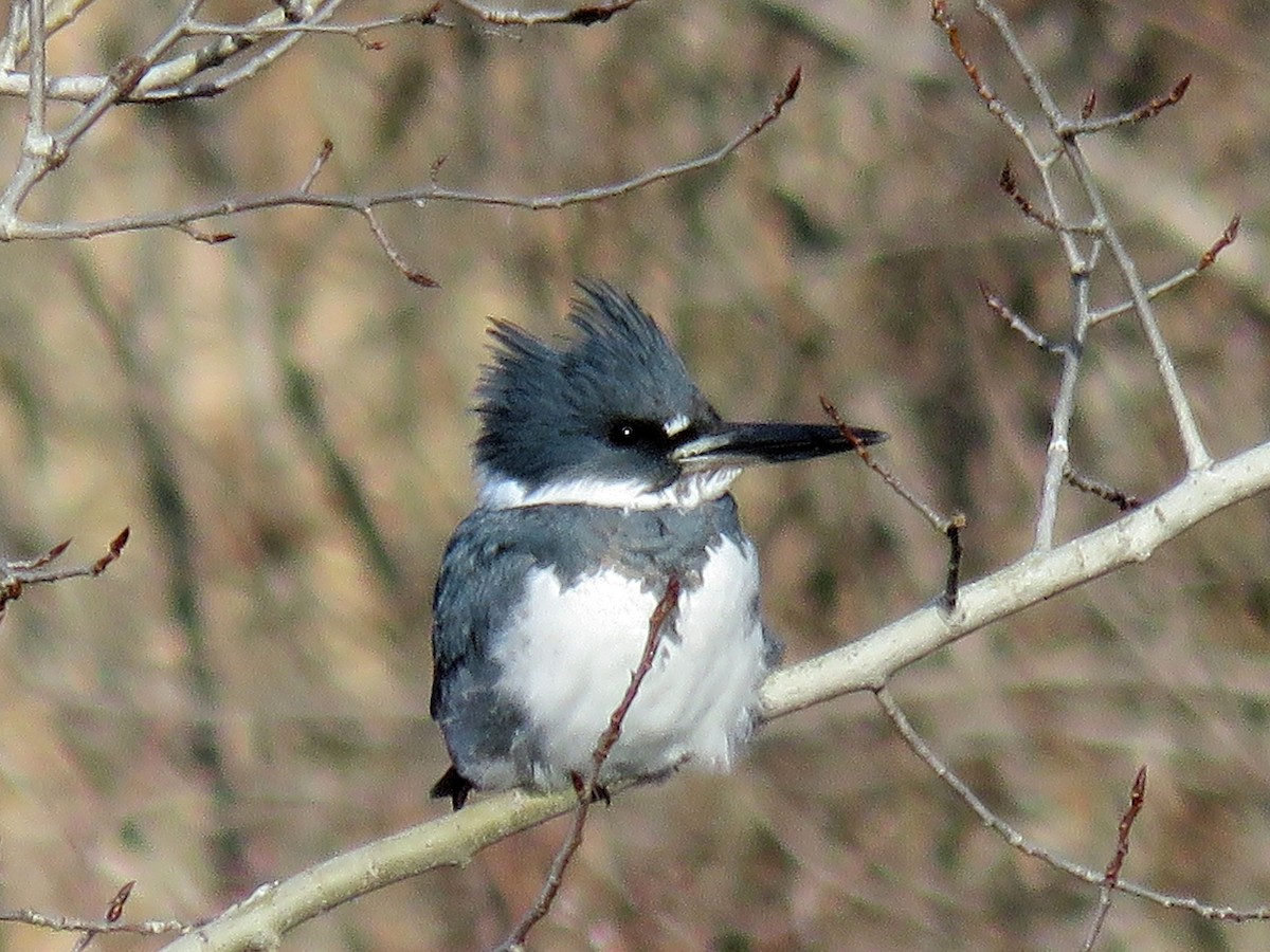 Belted Kingfisher - ML613082926