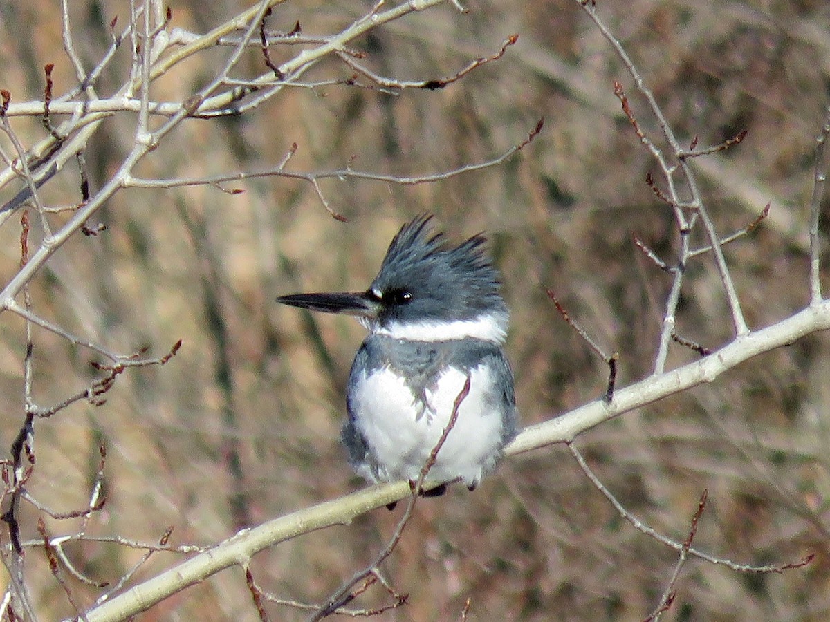 Belted Kingfisher - ML613082927
