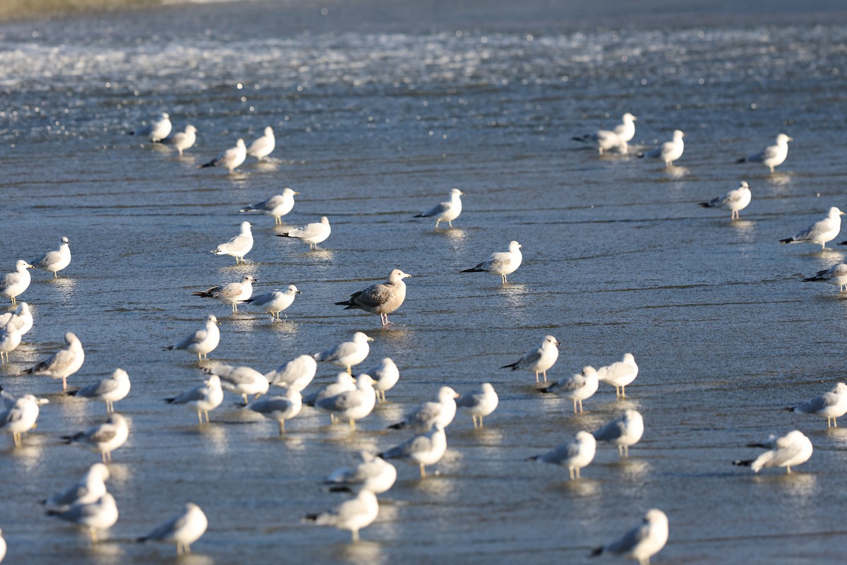 Ebird Checklist Jan White Rock Lake Old Fish Hatchery Ppw