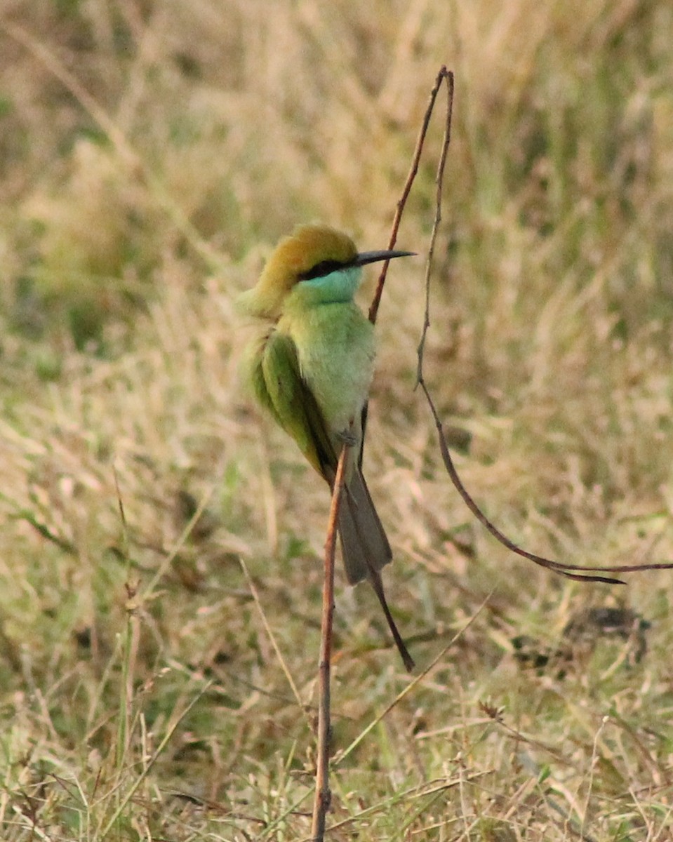 Asian Green Bee-eater - ML613083091