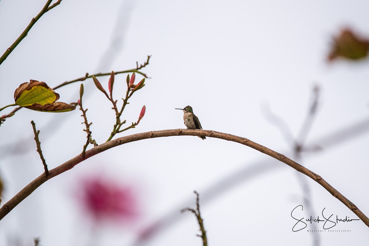 Ruby-throated Hummingbird - Robert Morecraft