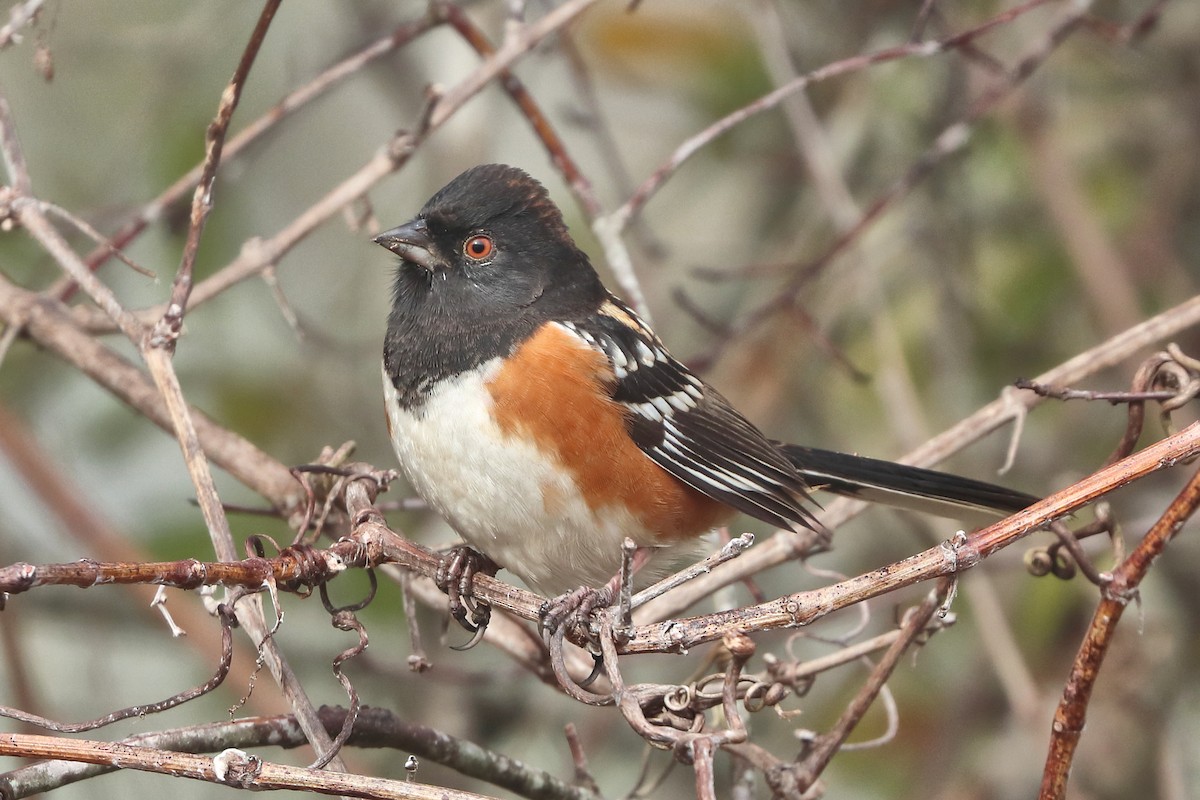 Spotted Towhee - ML613083249
