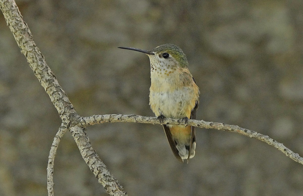 Calliope Hummingbird - Tim Avery