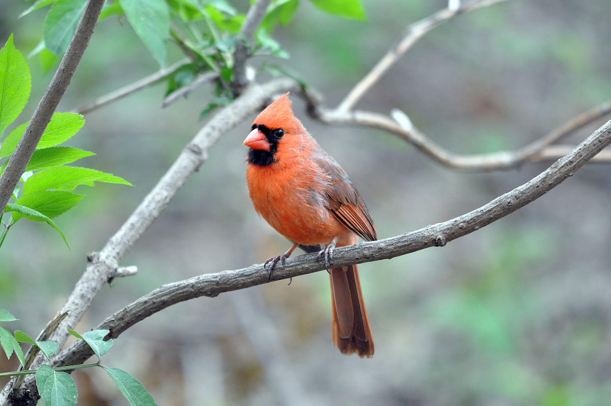 Cardinal rouge (groupe cardinalis) - ML613083349