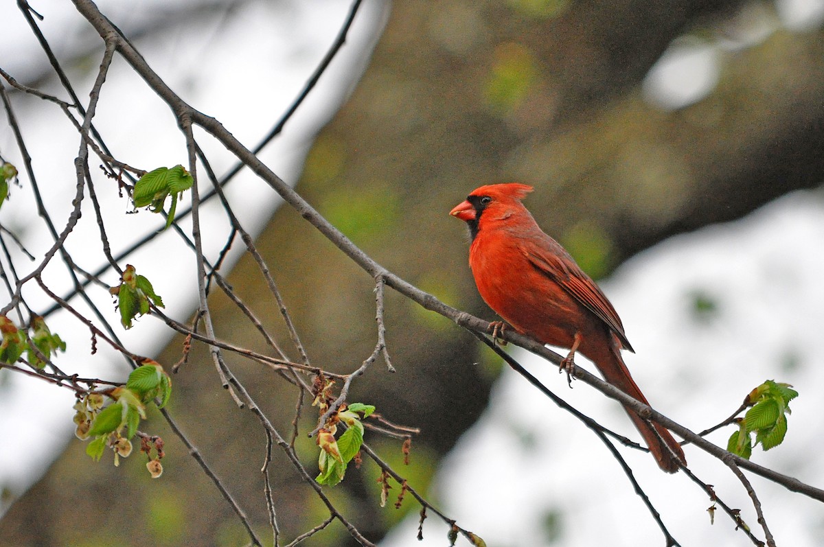 Cardinal rouge (groupe cardinalis) - ML613083351