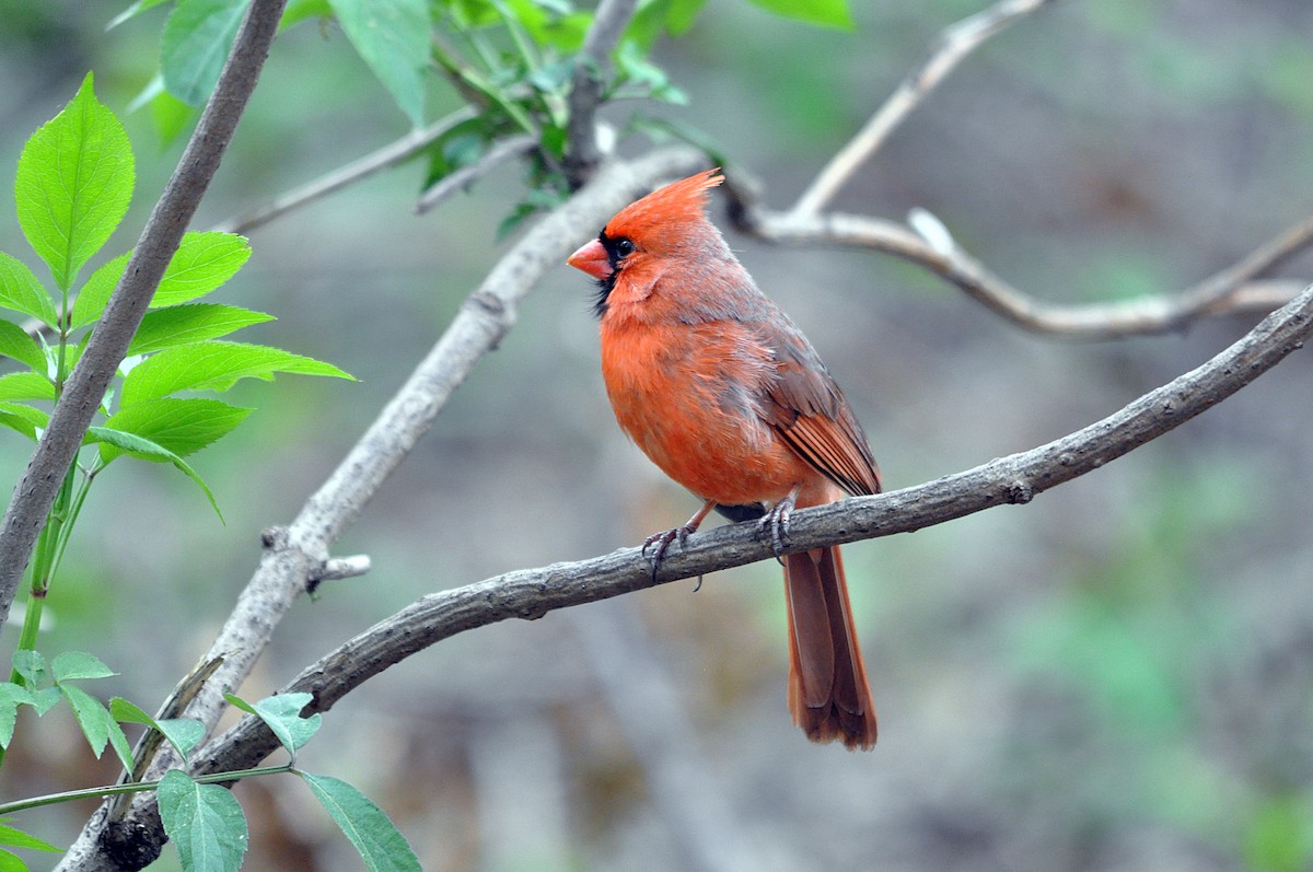 Красный кардинал [группа cardinalis] - ML613083352
