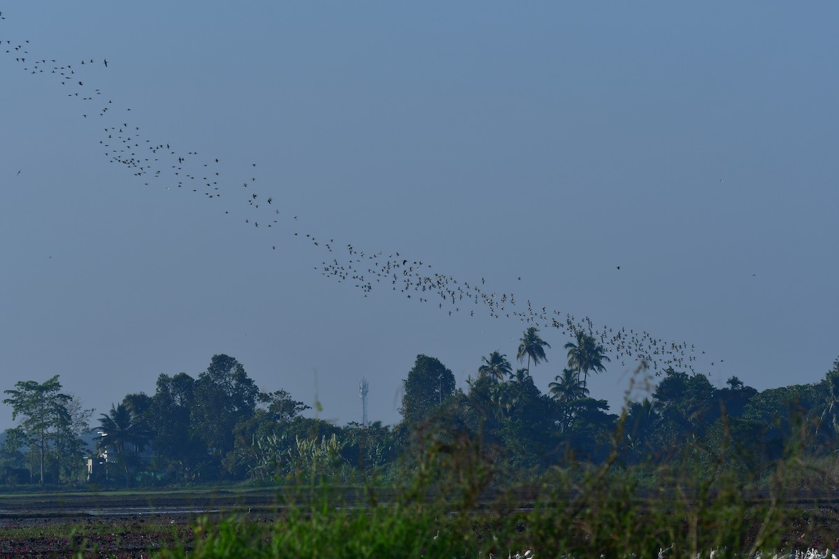 Black-tailed Godwit - Ampady Sugathan