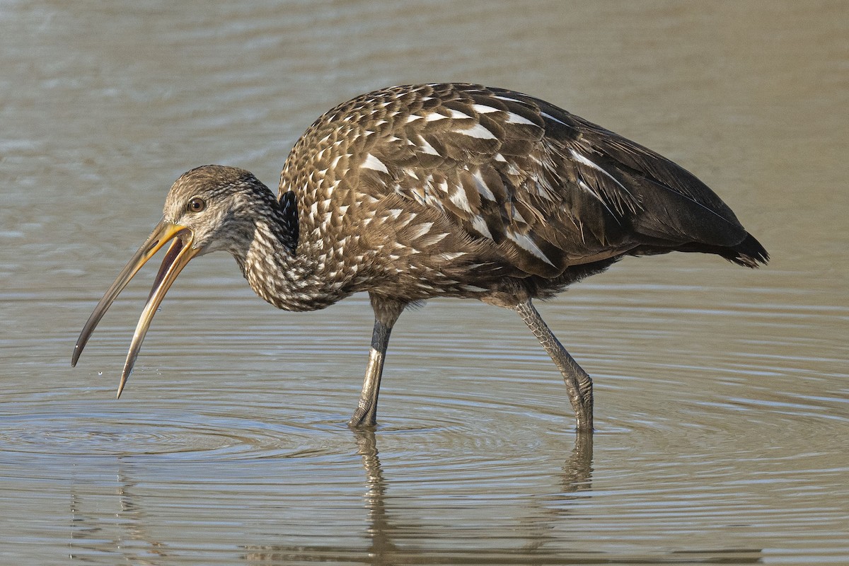 Texas EBird Checklist 4 Jan 2024 Challenger 7 Memorial Park UTC   1200