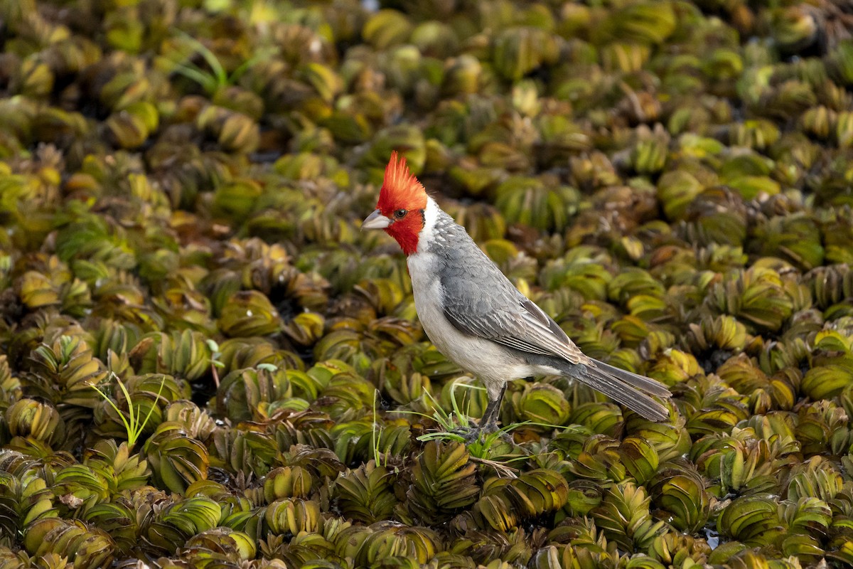 Red-crested Cardinal - Jérémy Calvo