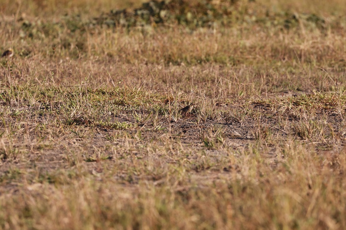 Red-throated Pipit - ML613083952