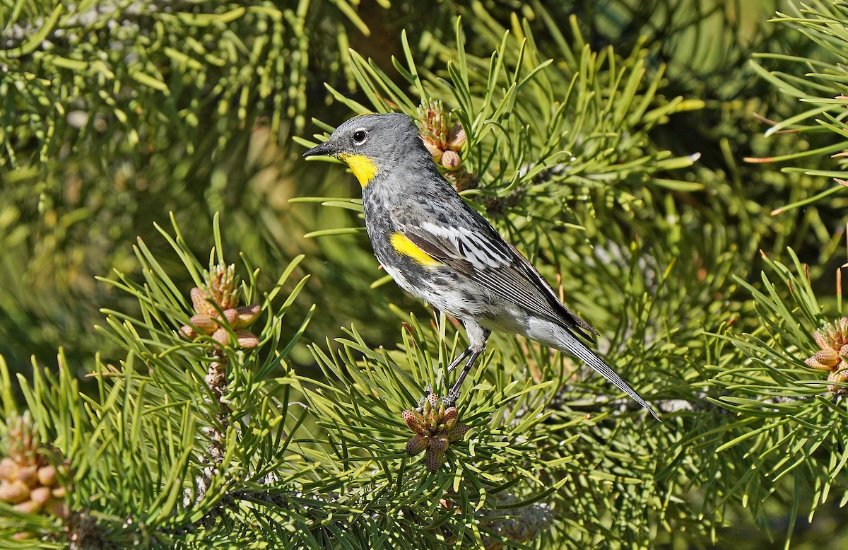 Yellow-rumped Warbler (Audubon's) - ML613083985