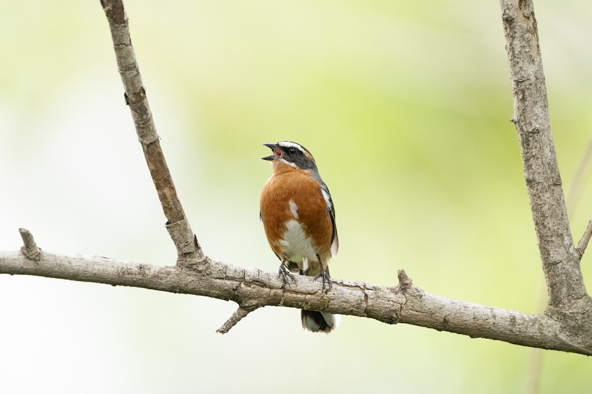 Black-and-rufous Warbling Finch - ML613084048