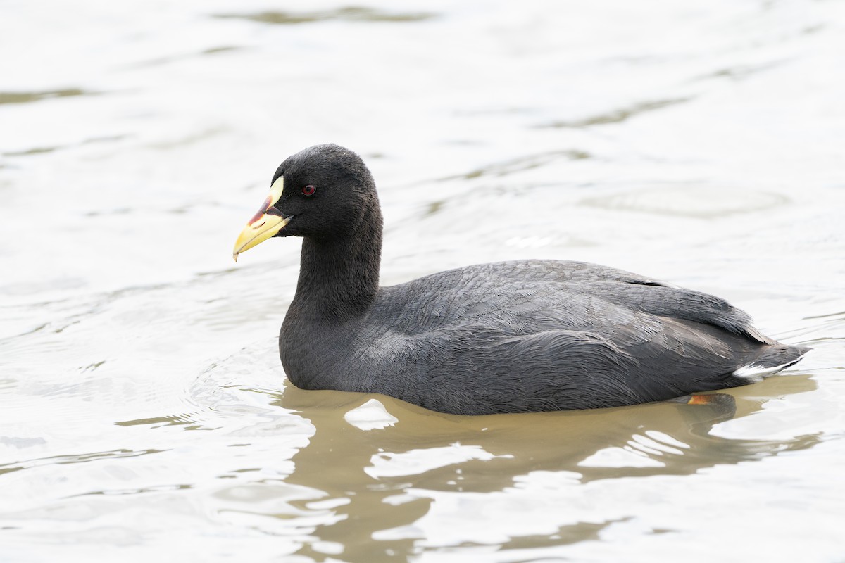 Red-gartered Coot - ML613084170