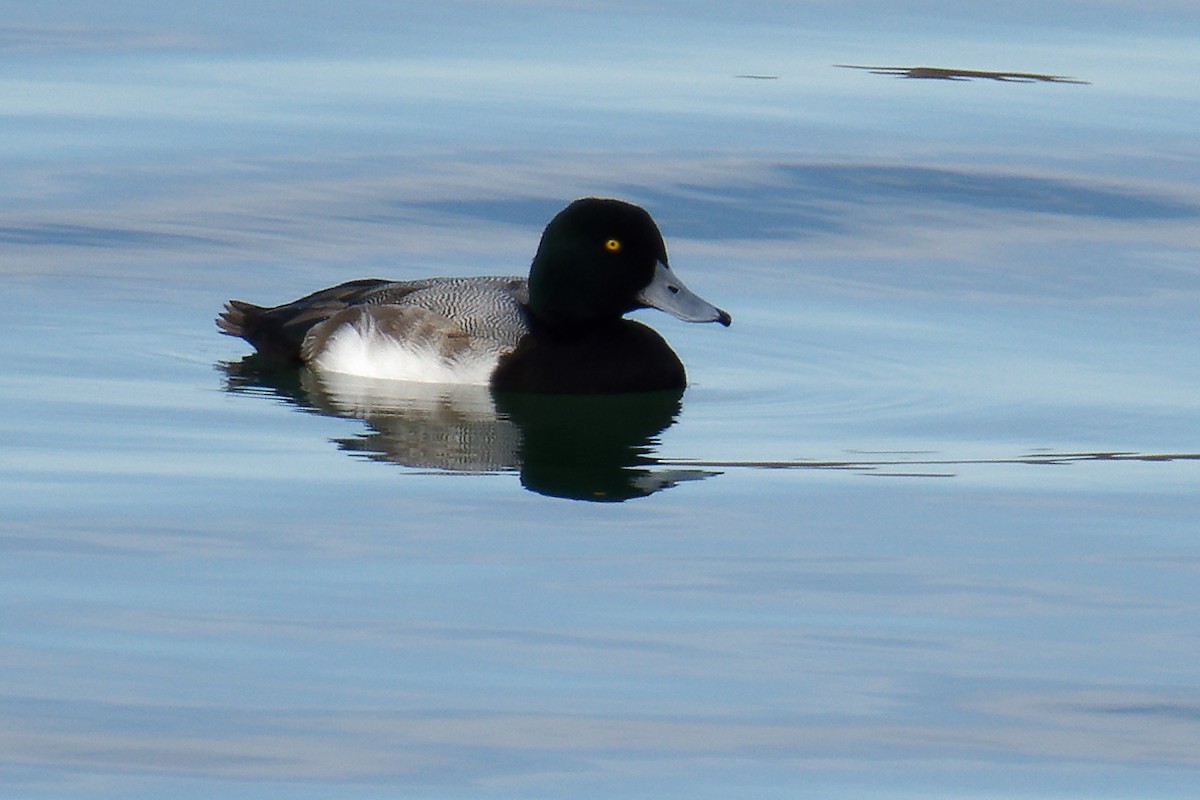 Greater Scaup - ML613084224
