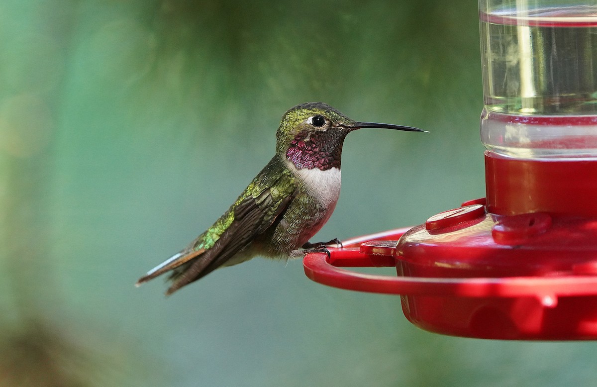 Broad-tailed Hummingbird - Tim Avery