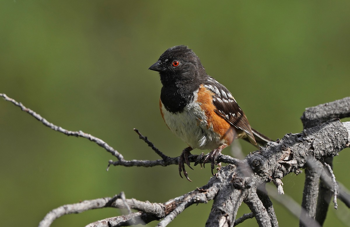 Spotted Towhee - ML613084620