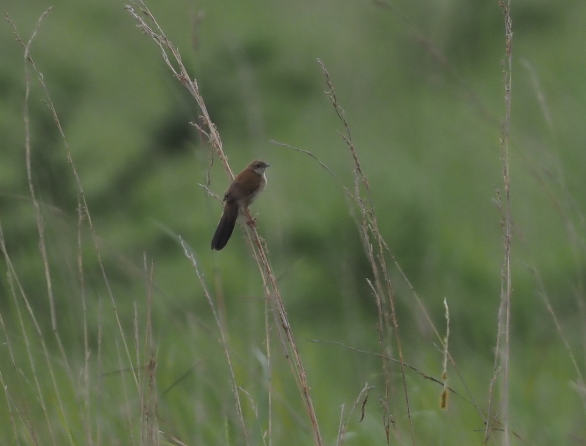 Fan-tailed Grassbird - ML613084621