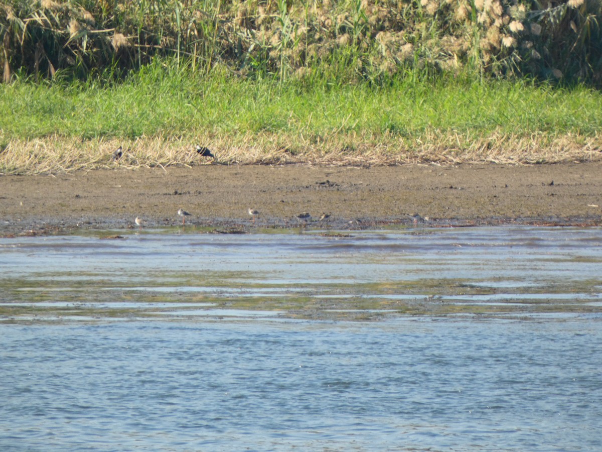Spotted Redshank - ML613084713