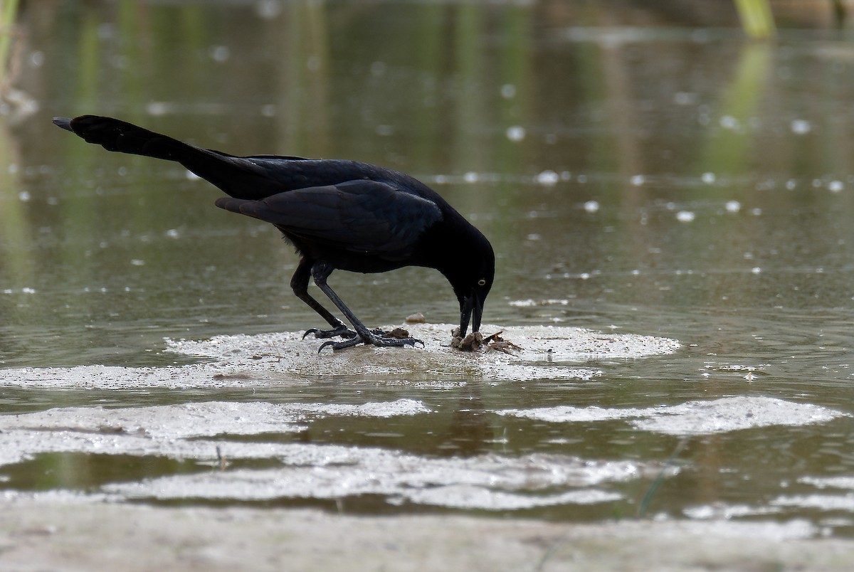 Great-tailed Grackle - ML613084767