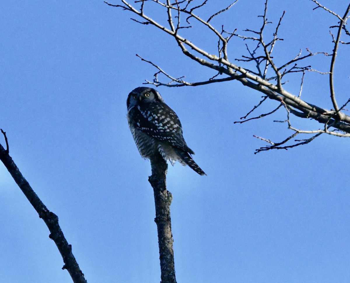 Northern Hawk Owl (American) - ML613084817