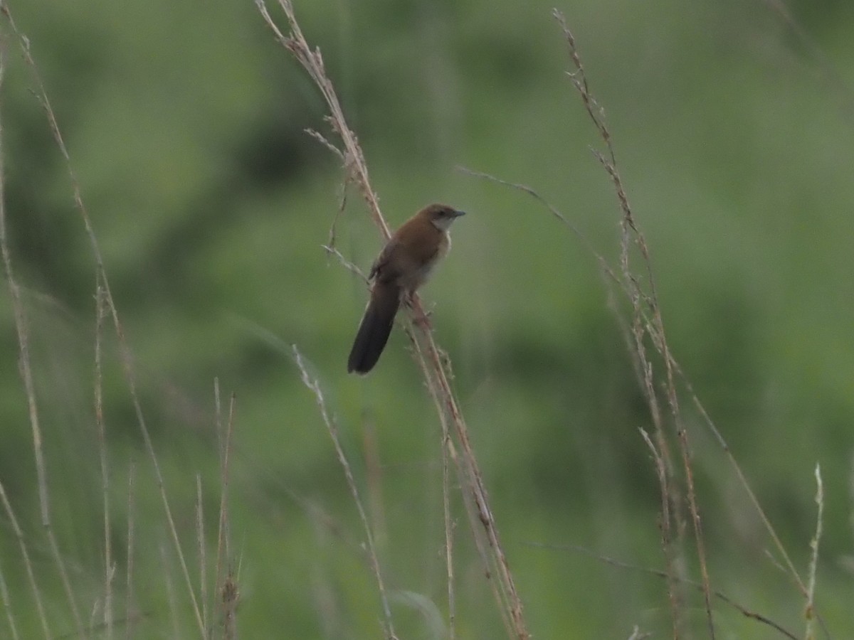 Fan-tailed Grassbird - ML613084959