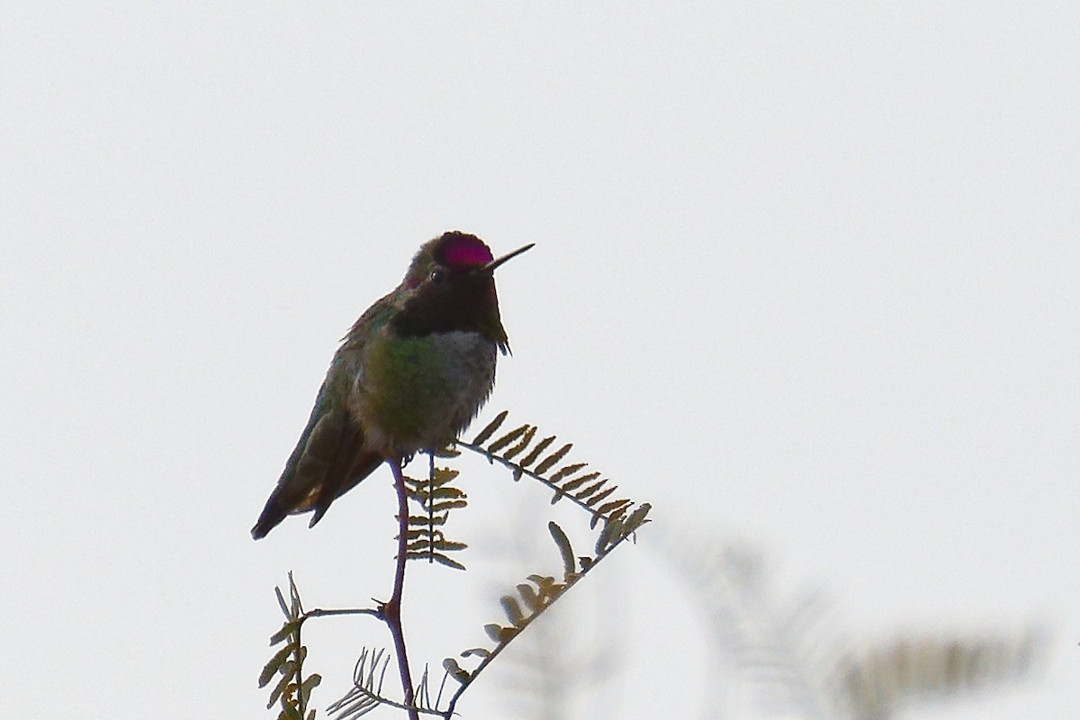 Anna's Hummingbird - ML613085025