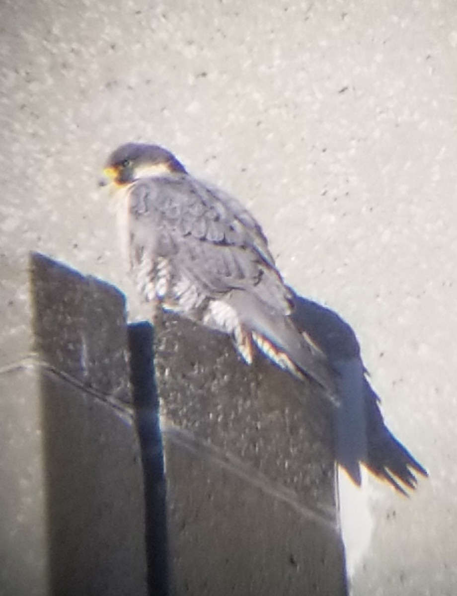 Peregrine Falcon (North American) - ML613085046