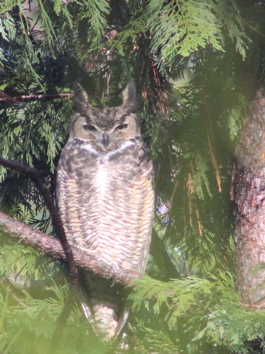 Great Horned Owl - ML613085095