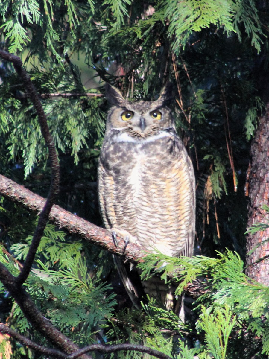 Great Horned Owl - ML613085099
