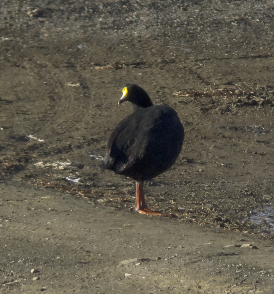 Giant Coot - ML613085139