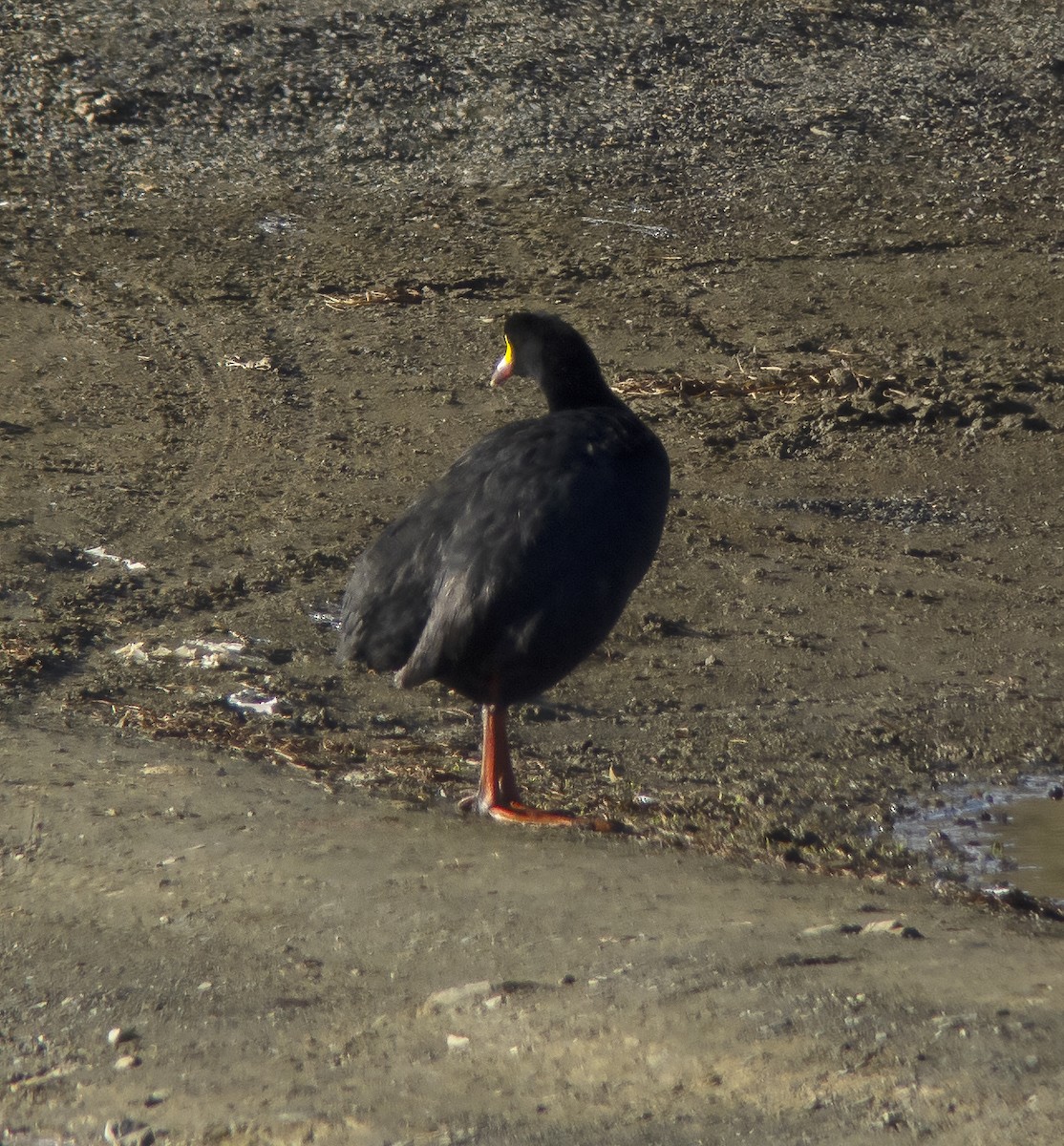 Giant Coot - ML613085140