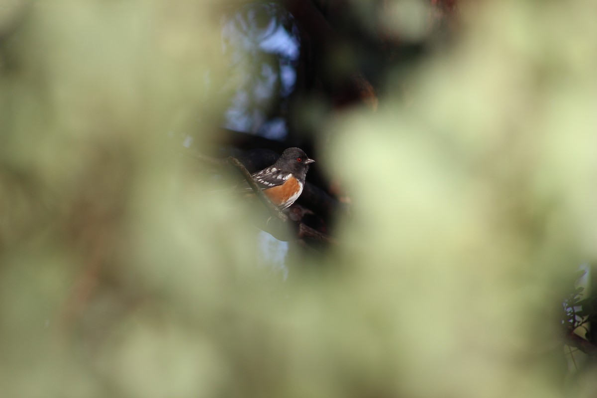 Spotted Towhee - ML613085142
