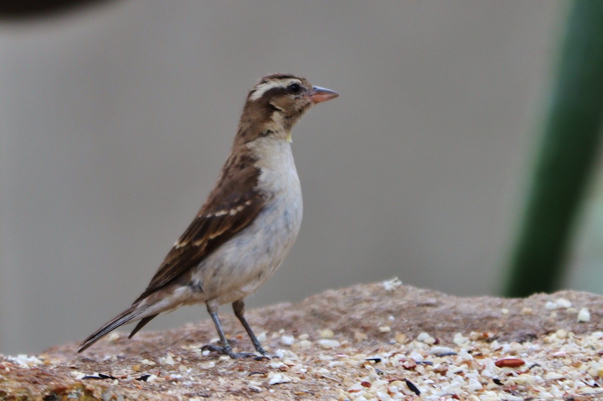 Yellow-throated Bush Sparrow - ML613085146