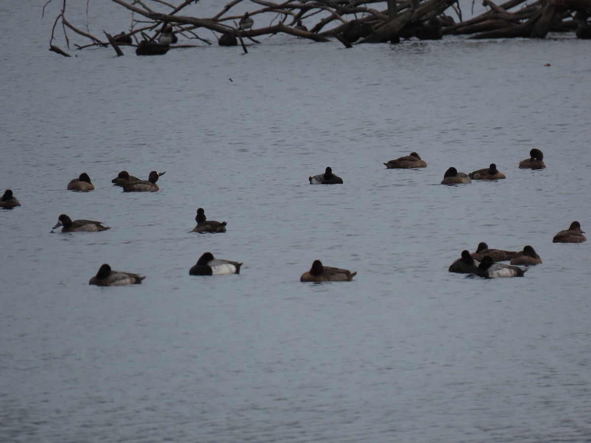 Greater Scaup - ML613085192