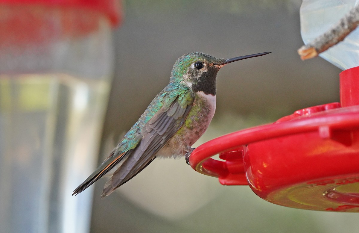 Broad-tailed Hummingbird - ML613085226