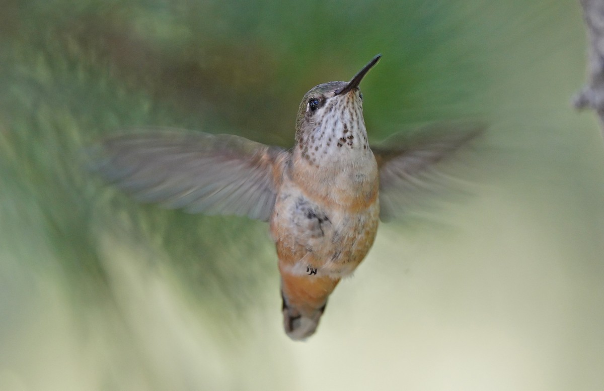 Calliope Hummingbird - ML613085228