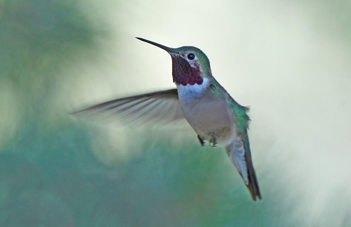Broad-tailed Hummingbird - Tim Avery