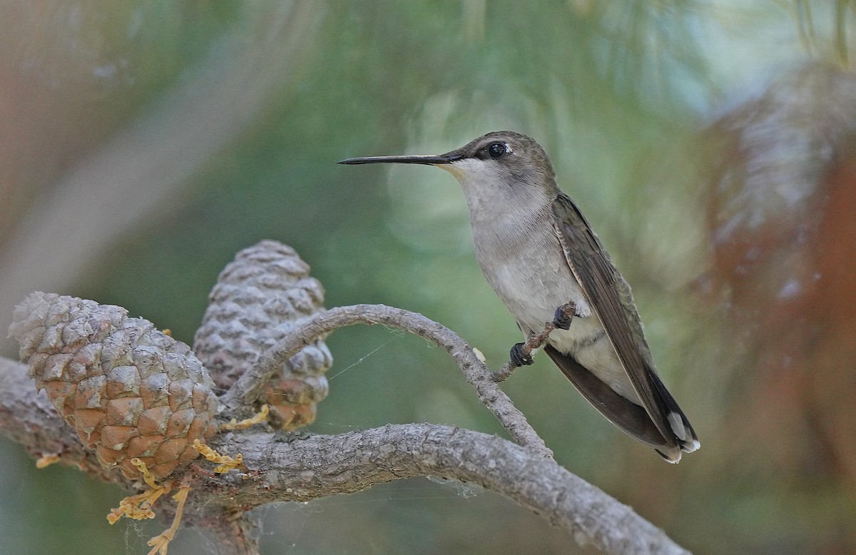 Black-chinned Hummingbird - Tim Avery