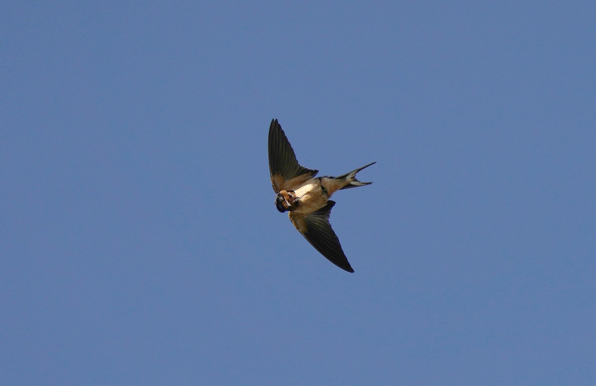Barn Swallow - ML613085295