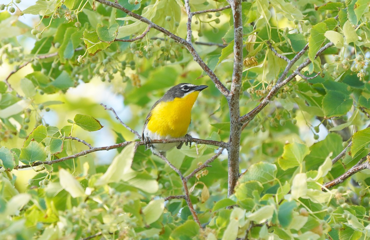 Yellow-breasted Chat - ML613085307