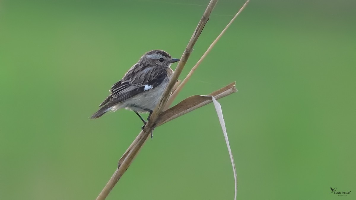 Whinchat - ML613085415