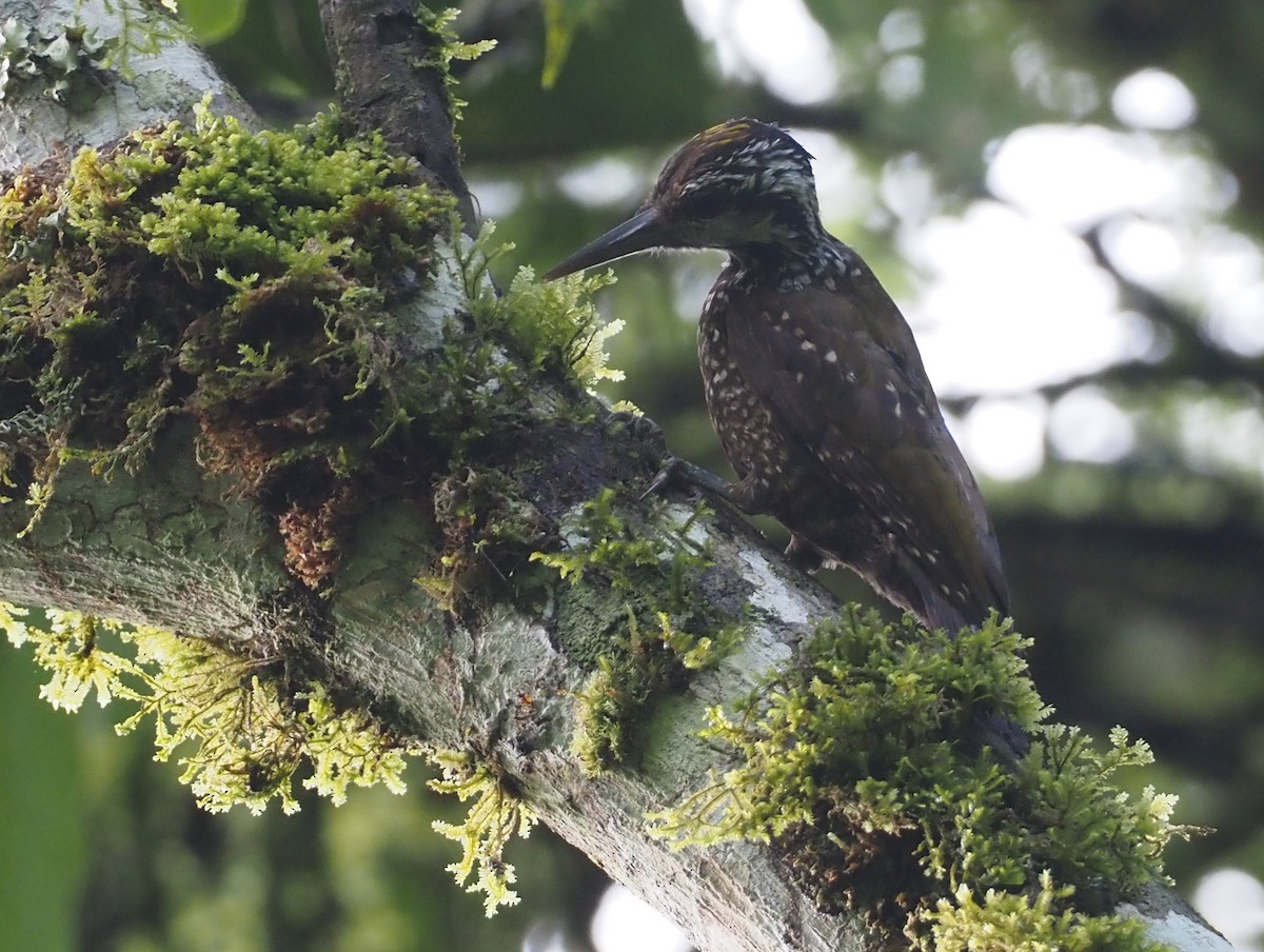 Golden-crowned Woodpecker - ML613085448