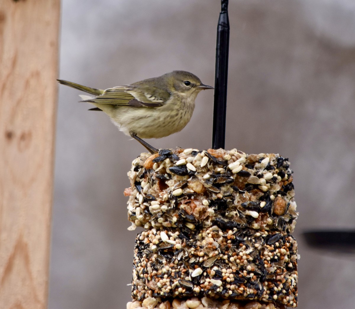 eBird Québec Checklist 3 Jan 2024 Wasaga beach 6 species