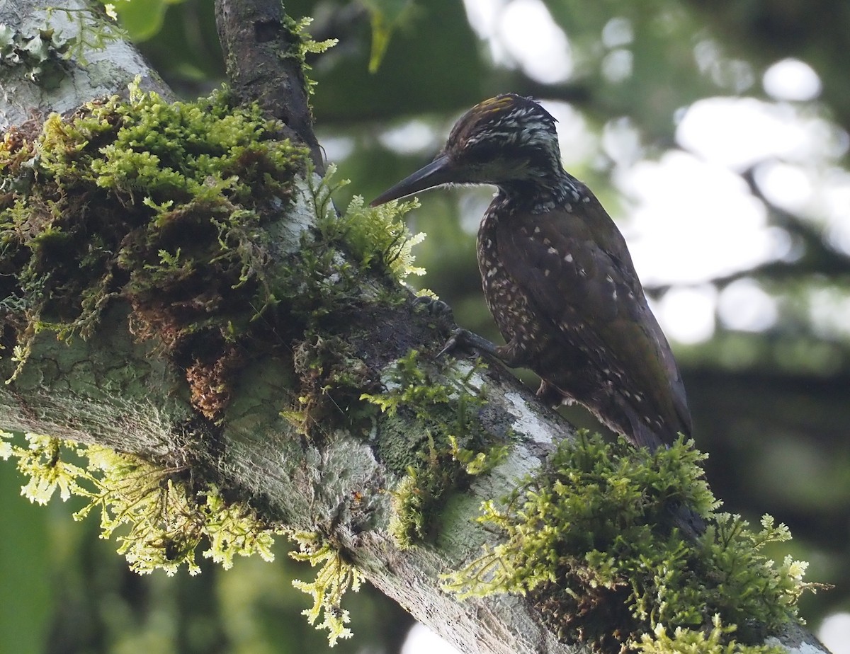 Golden-crowned Woodpecker - ML613085460