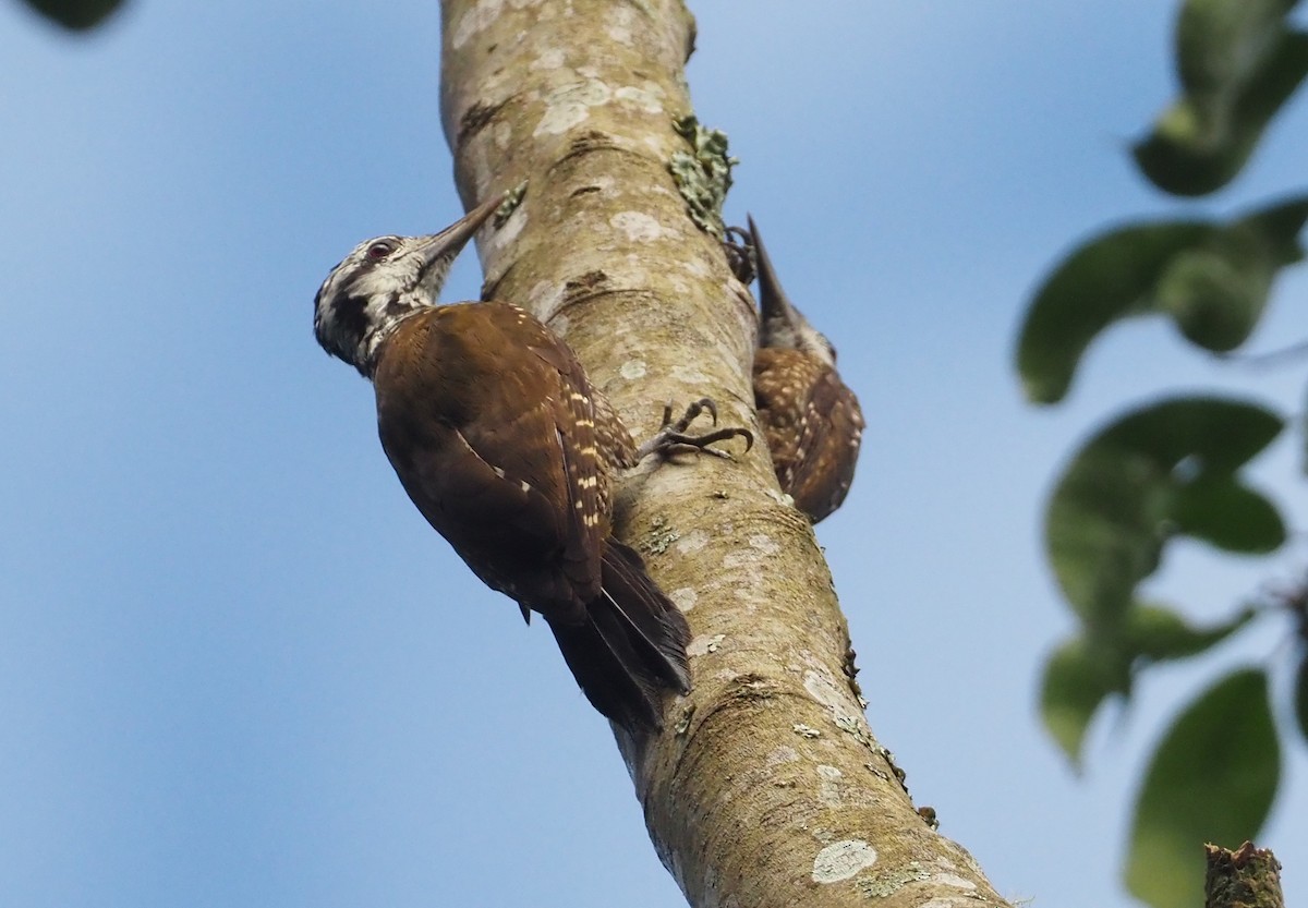 Golden-crowned Woodpecker - ML613085611